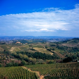 San Gimignano Vineyard
